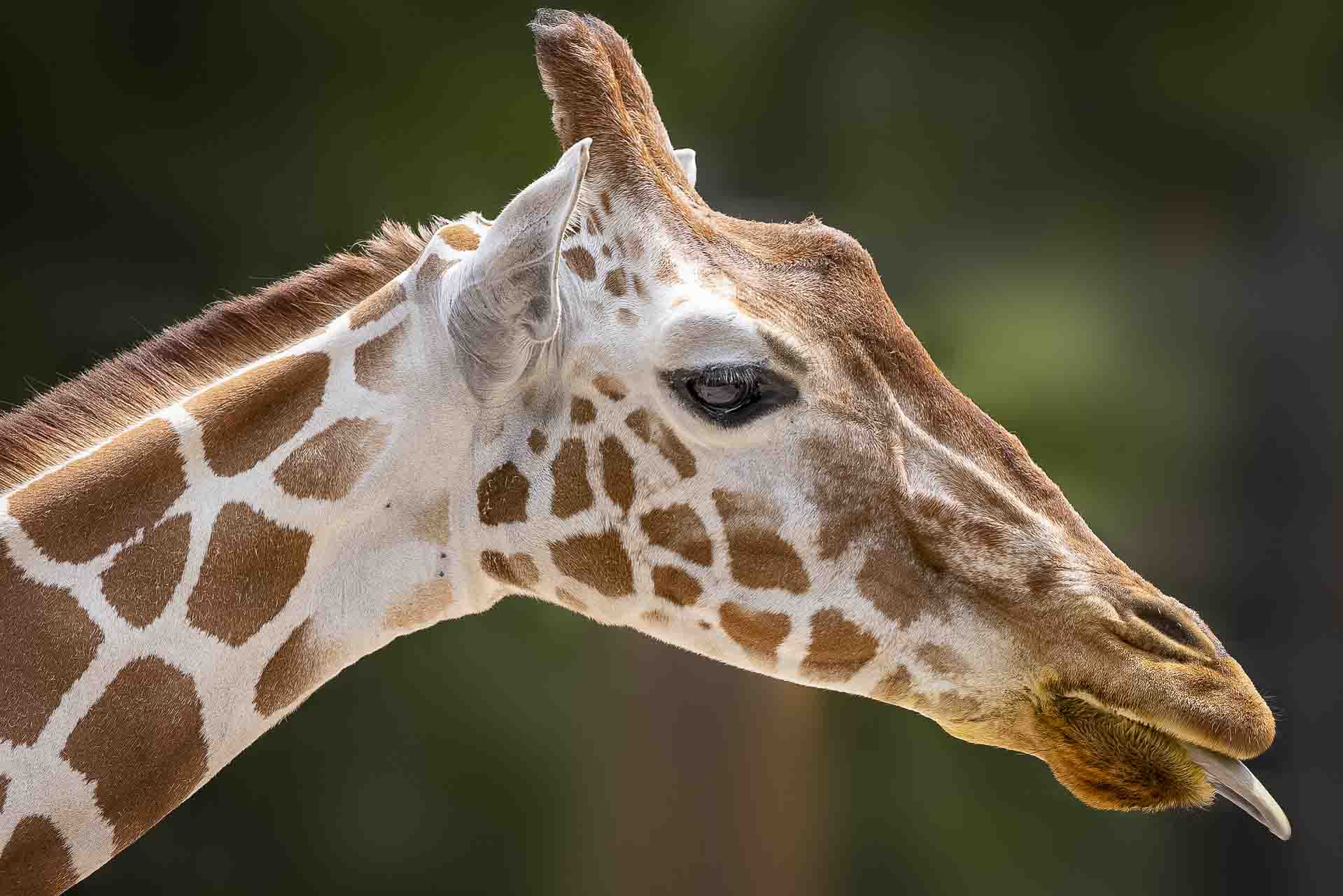 Tanzania, Giraff, roliga fakta safari